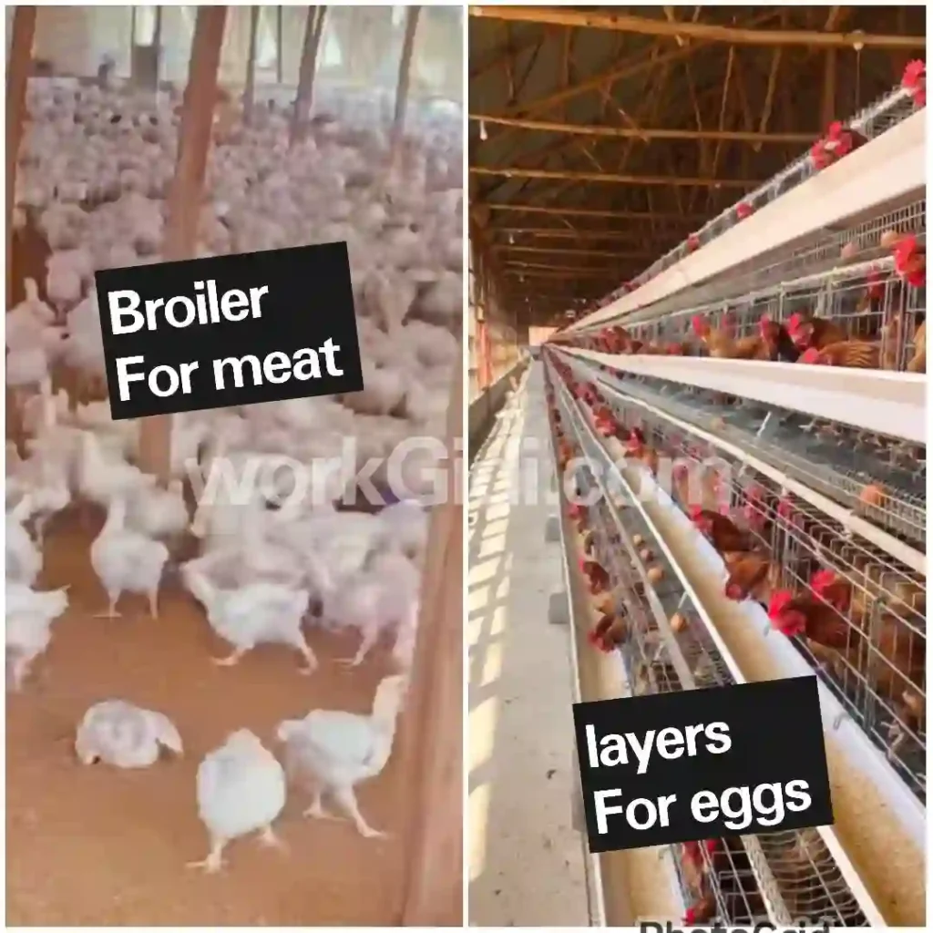 Legit business that pay 100k daily in Nigeria 